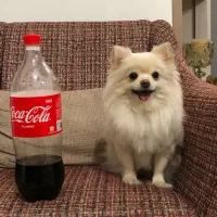 سگ جیبی مینیاتوری شیواوا