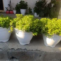 فروش انواع گل