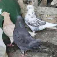 چندعددکبوتر