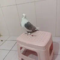 کبوتر بلژیکی نر جوان|پرنده|ایلام, |دیوار