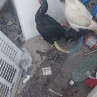 مرغ دشتیاری|حیوانات مزرعه|ایرانشهر, |دیوار