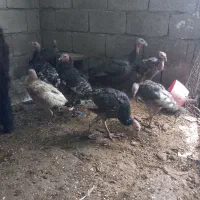 بوغلمو درجه یک