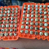 تخم بلدرچین نطفه دار|حیوانات مزرعه|نجفآباد, حومه نجف آباد|دیوار