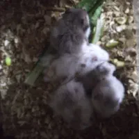 همستر|موش و خرگوش|گرگان, |دیوار