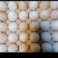 جوجه بوقلمون بوربون یک روزه