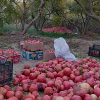 باغبانی وتمیز کاری باغات