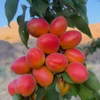 فروش نهال
