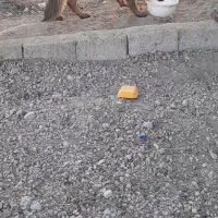 سگ ژرمن سرحال