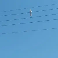 این پرنده پریروز ظهر اومدم غذابدم رفته ،سفیذ.