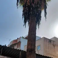 درخت گل‌به طول‌‌۸متر