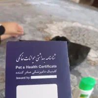سگ شیتزو|سگ|شیراز, ماه فیروزان|دیوار
