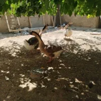 تخم قوقاز اصیل