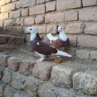 کبوتر