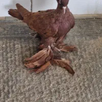 کبوتر یا پرنده|پرنده|تبریز, |دیوار