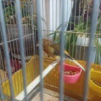 قناری صبح تا شب میخونه