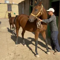 فروش مادیون کورسی براری و کره نریون