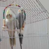 عروس هلندی مولد نر و ماده