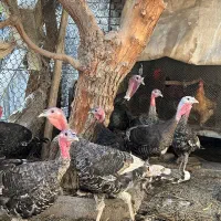 بوقلمون خانگی رسمی بومی ارگانیک|حیوانات مزرعه|وحیدیه, |دیوار