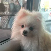 واگذاری سگ پامرانین|سگ|بندرعباس, |دیوار