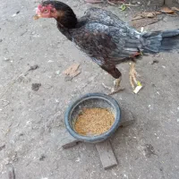 جوجه خروس لاری و مرغ لاری 800|حیوانات مزرعه|لولمان, |دیوار