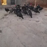 بوقلمون|حیوانات مزرعه|کوهدشت, |دیوار