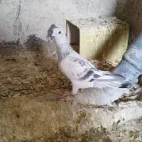 کبوتر شامی آلمانی نر