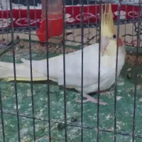 یک جفت عروس کار داده و لوتینو تکی|پرنده|شهریار, شهرک نماز (دینار آباد)|دیوار