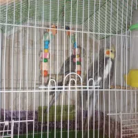 عروس هلندی وقناری نر