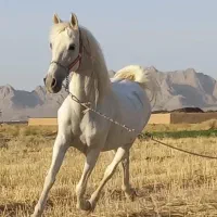 مادیان کرد خالص