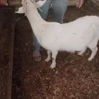 بز ماده سانن|حیوانات مزرعه|تربت‌حیدریه, حیدرآباد|دیوار