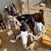 5دونه بره 5دونه کره نر 4 دونه بزه ماده تعداد 14|حیوانات مزرعه|برازجان, |دیوار