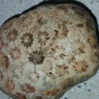 فسیل مرجانی طبیعی