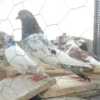 14 عدد کبوتر پرشی