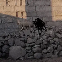 سگ عراقی واگذاری|سگ|مشگین شهر, |دیوار