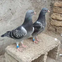 جوجه اردن|پرنده|دزفول, |دیوار