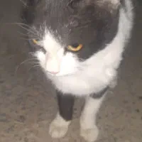 گربه