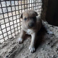 فروش توله پیتبول با مادر|سگ|نطنز, |دیوار