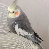 سلام یک جفت پرنده عروس هلندی نر و ماده