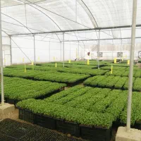 گلخانه تولید نشا|خدمات باغبانی و درختکاری|مرودشت, شهرک بسیجیان|دیوار