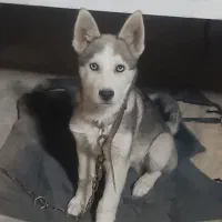 سک هاسکی پنج ماهه شناسنامه دار