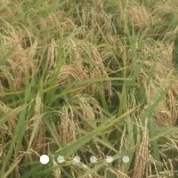 سلام برنج هاشمی درجه یک