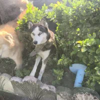 سگ گلدن نر و هاسکی ماده|سگ|ماسال, |دیوار