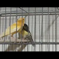 قناری نر و ماده