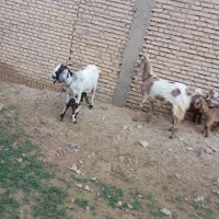 بز افغانی|حیوانات مزرعه|شوشتر, |دیوار