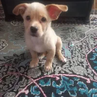 سگ خونگی|سگ|تربت جام, یحیی آباد|دیوار