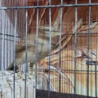 سهره خاکی|پرنده|محمدیه-قزوین, |دیوار