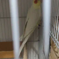 عروس هلندی نر دوکت آلبینو دستی و نر لوتینو ۱ ساله|پرنده|لار, |دیوار