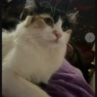 گربه شناسنامه دارو مهربون|گربه|یزد, |دیوار