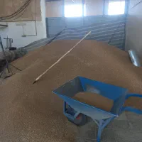 استخدام همکار خانم