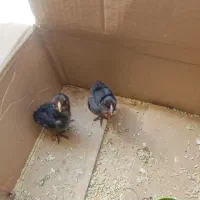جوجه لاری